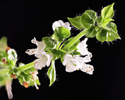 Basil Bloom Photograph by Steven Nelson