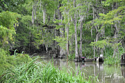Bayou in Louisiana Photograph by David McKinney