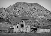 Bear Butte Barn Black And White Photograph by Dan Sproul