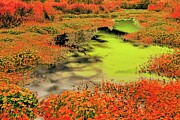 Beaver Pond in Summer Digital Art by Bruce Block