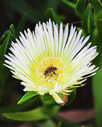 Bee Happy Photograph by Abigail Diane Photography