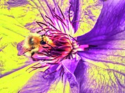 Bee on Vibrant Clematis Photograph by Bruce Block