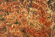 Beech Gold. Photograph by Jeff Sinon