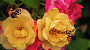 Bees and Roses Photograph by Robert Niemeier