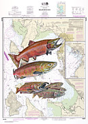 Bellingham Bay Sockeye Painting by Mark Ray