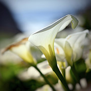 Big Sur Callas Photograph by Ursula Abresch