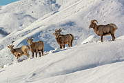 Bighorn sheep near Hoback Wyoming Photograph by Douglas Wielfaert