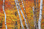 Birch Fire Photograph by Jeff Sinon