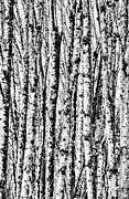 Birch Forest Photograph by Bruce Block