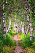Birch Way Photograph by Jeff Sinon