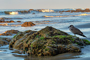 Bird's Eye View of the Ocean Photograph by Matthew DeGrushe