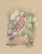 Bird on Fence Drawing by Terry Edeker