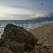 Bird Soaring over Beach with Rock Photograph by Matthew DeGrushe