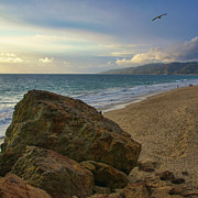 Bird Soaring over Westward Beach in Malibu Photograph by Matthew DeGrushe