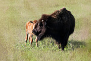 Bison 11C Photograph by Sally Fuller