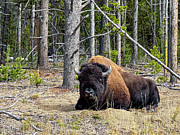 Bison at Rest Photograph by William D Briscoe
