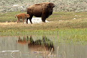 Bison Red Dog With A Wary Eye Photograph by Adam Jewell