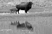 Bison Red Dog With A Wary Eye Black And White Photograph by Adam Jewell