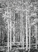 Black and White Aspen Forest Photograph by Rebecca Herranen