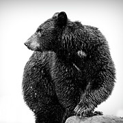 Black And White Black Bear Alaska Photograph by Dan Sproul