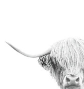 Black and White Scottish Highland Cow Photograph by Rebecca Herranen