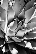 Black Arizona Series - Agave Photograph by Philippe HUGONNARD