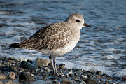 Black-bellied Plover Winter Plumage Portrait Photograph by Nancy Gleason