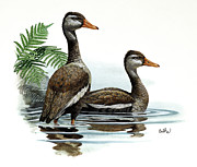 Black-bellied Whistling Duck Painting by Don Balke