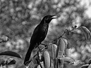 Black Bird Photograph Boat-tailed Grackle Photograph by David McKinney