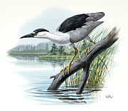Black-crowned Night Heron Painting by Don Balke