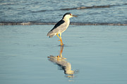 Black Crowned Night Heron Photograph by Matthew DeGrushe