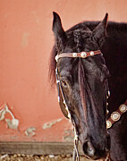 Majestic Black Horse Close-Up with Ornate Silver Bridle Photograph by Waterdancer