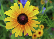 Black-Eyed Susan Blooming Brightly Photograph by D Lee