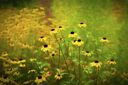 Black-eyed Susans - Dancing in the Breeze Photograph by Dodie Ross