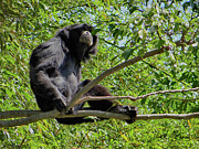 Black Howler Monkey Photograph by David McKinney