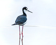 Black Necked Stilt Photograph by Rebecca Herranen