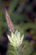 Blazing Star Flower Photograph by Bob Falcone