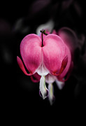 Bleeding Heart, Flower Photograph by Shannon Williams