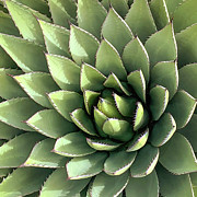 Blue Agave One Photograph by Rebecca Herranen