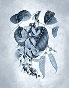 Blue and white plants - Flame of the forest, bastard teak tree Digital Art by Madame Berthe Hoola van Nooten