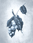 Blue and white plants - Mahogany tree Digital Art by Madame Berthe Hoola van Nooten