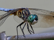 Blue Dasher Photograph by Brian Weber