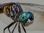 Blue Dasher Close-up Photograph by Brian Weber