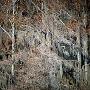 Blue Heron in Cypress Photograph by Mary Lee Dereske