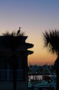 Blue Heron on Roof Photograph by Mary Lee Dereske