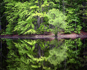 Blue Heron Pond Reflections Photograph by Steven Nelson