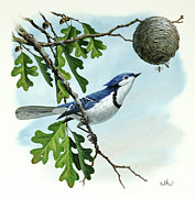 Blue Jay Painting by Don Balke