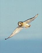 Blue Skies Photograph by James Overesch