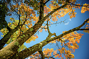 Blue Sky in Fall Photograph by Ursula Abresch