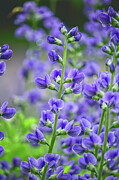 Blue Wild Indigo 2 Photograph by Dale Kauzlaric